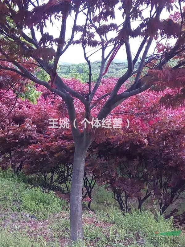 供應1到18公分日本紅楓