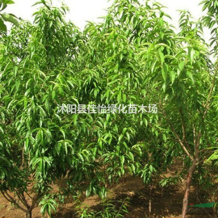 大量供應(yīng)山桃山桃小苗 園林綠化 小區(qū)綠化