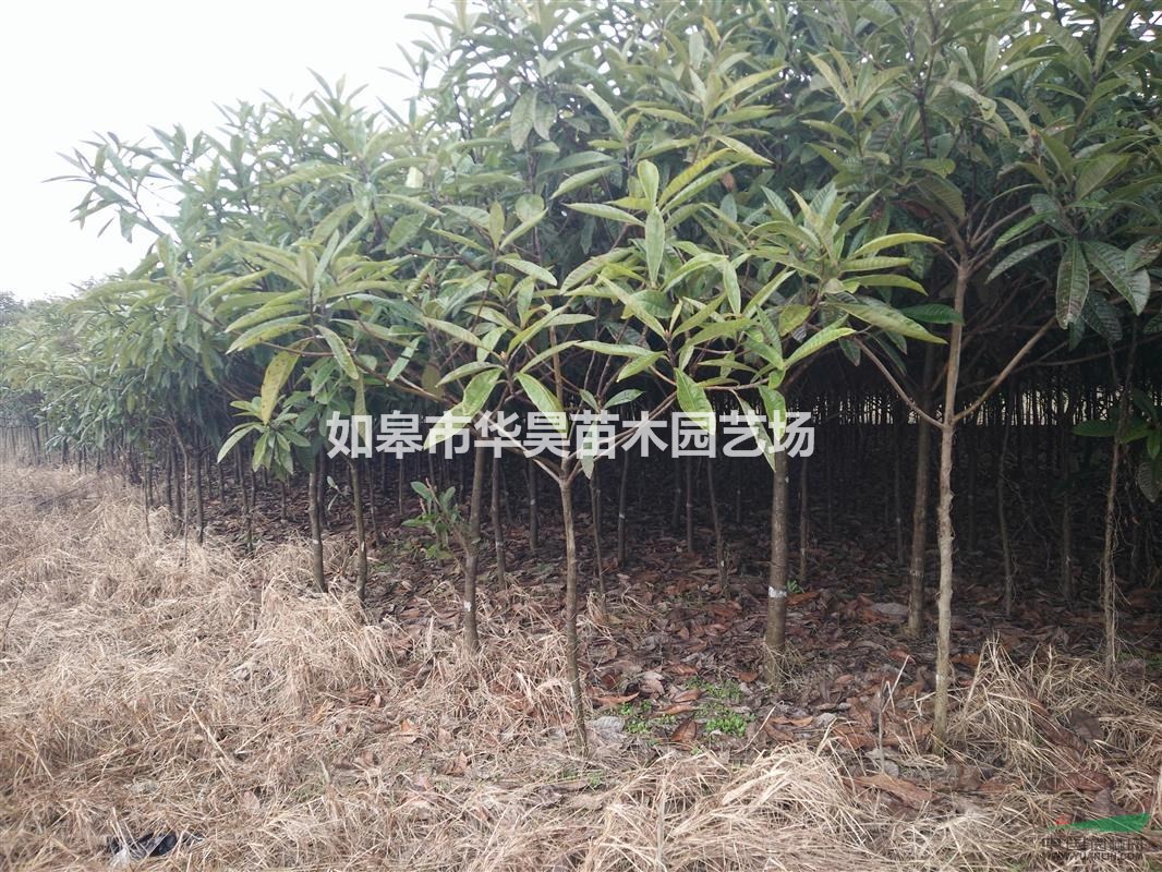 供應(yīng)南通如皋本地枇杷苗、枇杷樹(shù)、枇杷工程苗