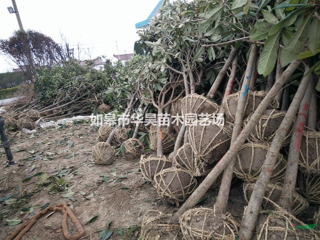 供應(yīng)南通如皋本地枇杷苗、枇杷樹(shù)、枇杷工程苗