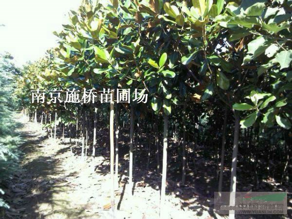 4.5公分廣玉蘭價格