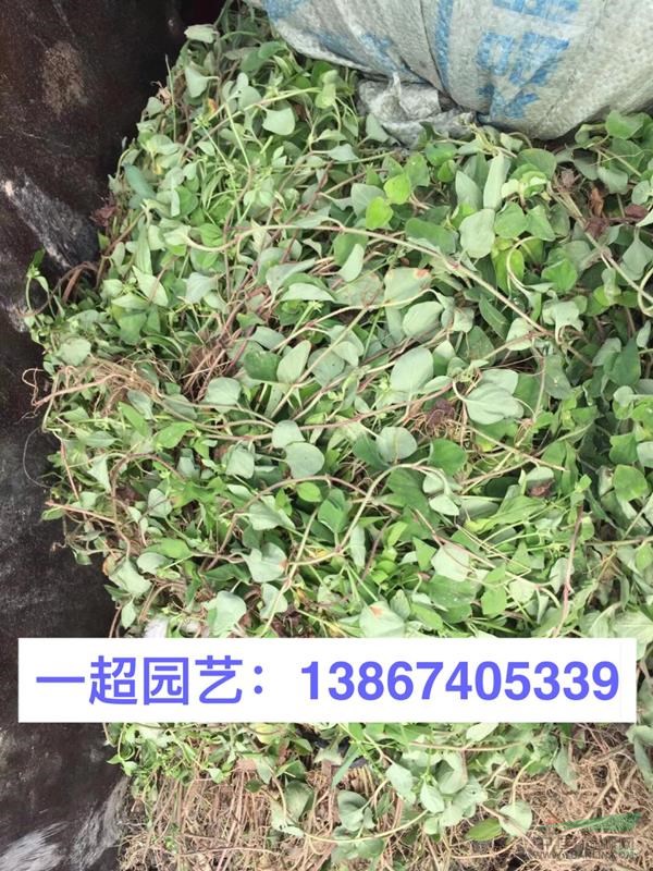 馬蹄金，精品馬蹄金小苗，馬蹄金草皮，馬蹄金草坪