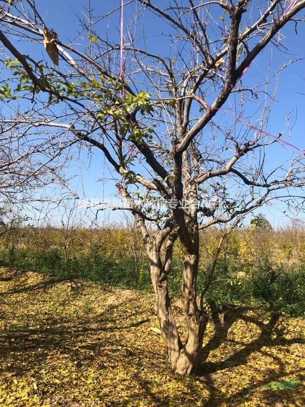 石榴树什么时候开花?石榴树什么时候结果?泰山红石榴树