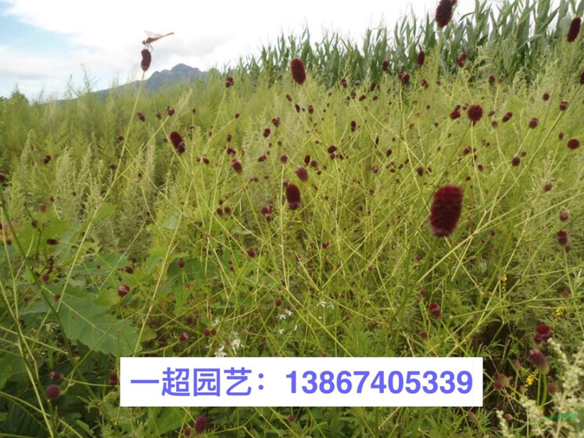 浙江哪里有青葙 紫菀 地榆 蛇含委陵菜 拉布拉多堇菜基地價(jià)格