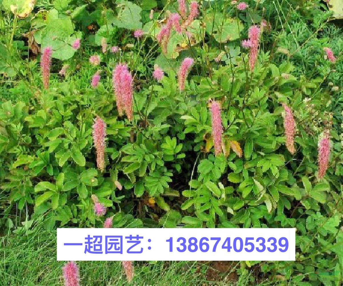 浙江哪里有青葙 紫菀 地榆 蛇含委陵菜 拉布拉多堇菜基地價(jià)格