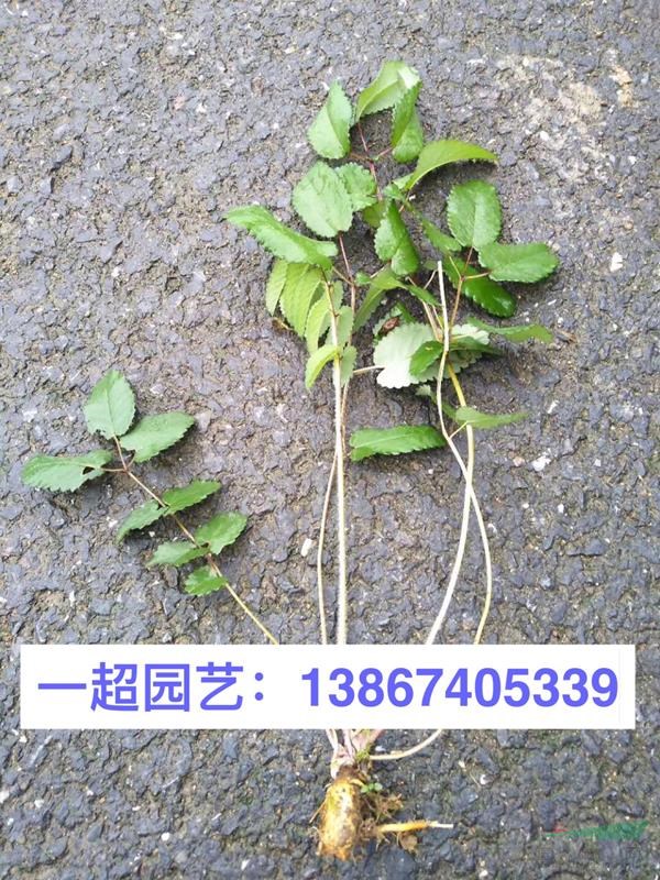 浙江哪里有青葙 紫菀 地榆 蛇含委陵菜 拉布拉多堇菜基地價(jià)格