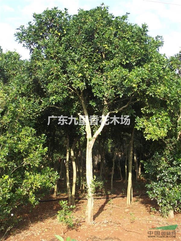 10-30年樹齡廣東九里香綠化樹 大量供 專注于花綠化30年