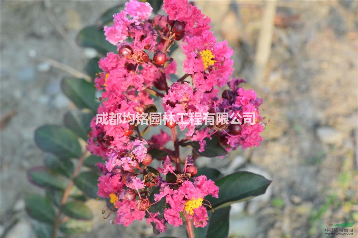 美國(guó)三紅紫薇，紅火球，紅火箭，紅葉紫薇
