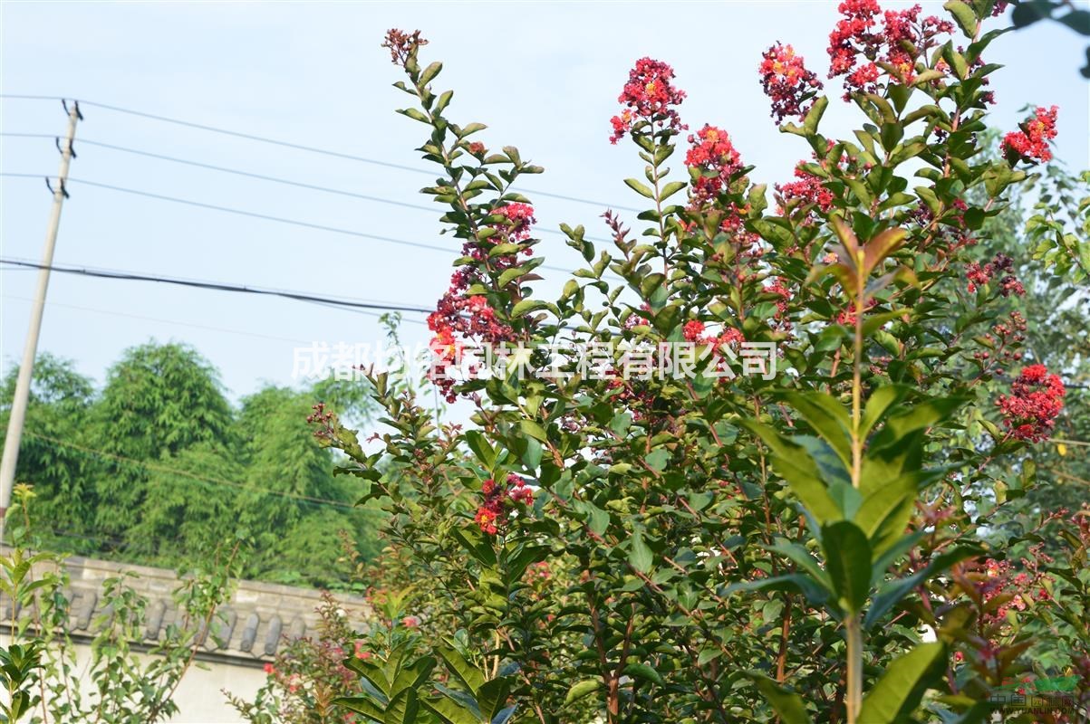 美國(guó)三紅紫薇，紅火球，紅火箭，紅葉紫薇