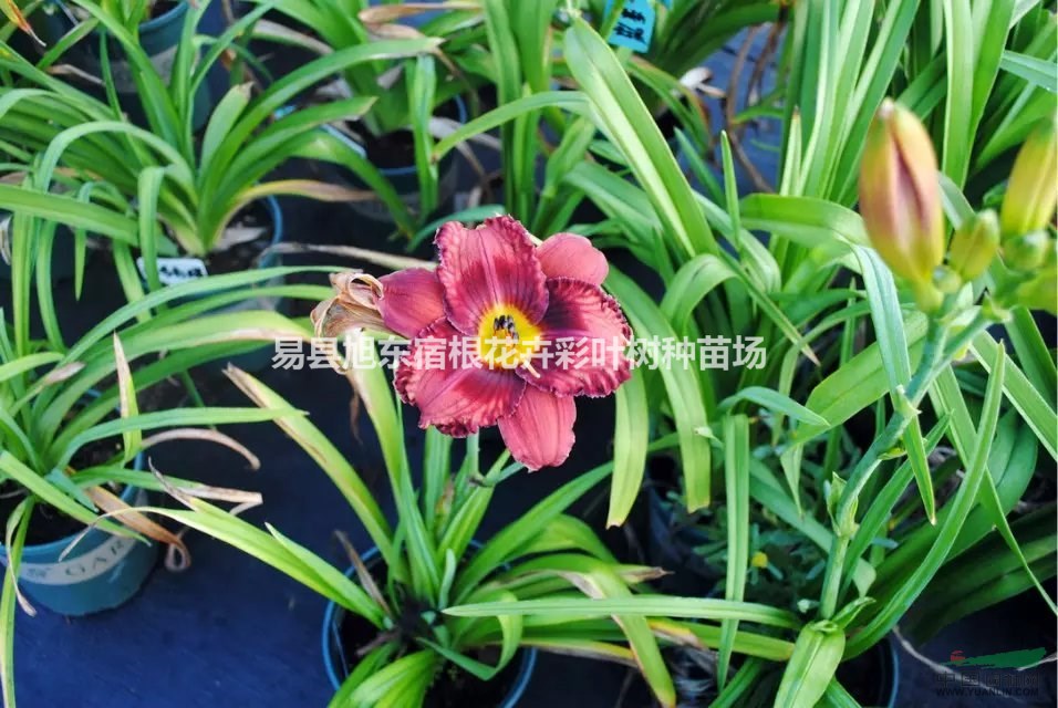 觀賞花卉那里好？萱草-耐寒、耐旱，適應(yīng)性強，是優(yōu)質(zhì)綠化苗木