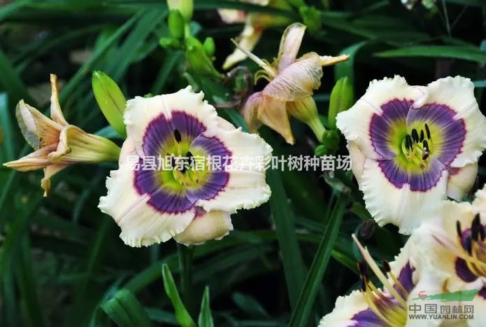 觀賞花卉那里好？萱草-耐寒、耐旱，適應(yīng)性強，是優(yōu)質(zhì)綠化苗木