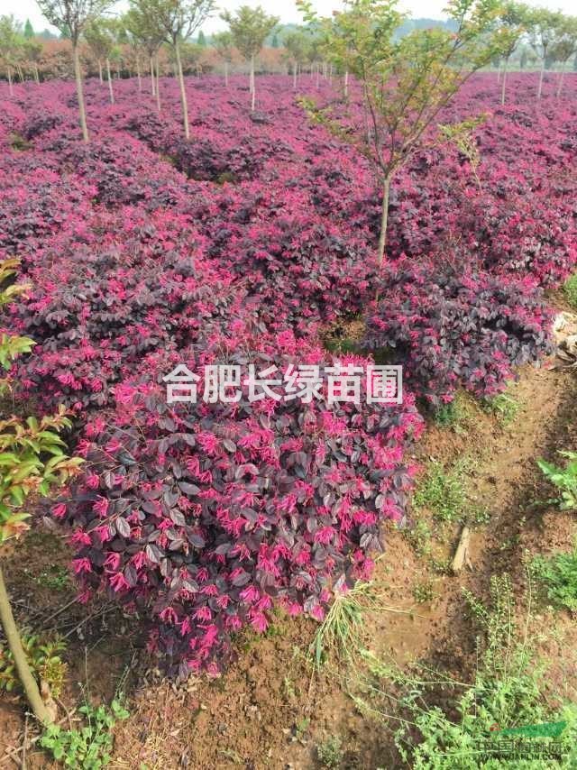 供應(yīng)紅葉石楠小苗，紅花繼木小苗，大葉黃楊小苗，金森女貞