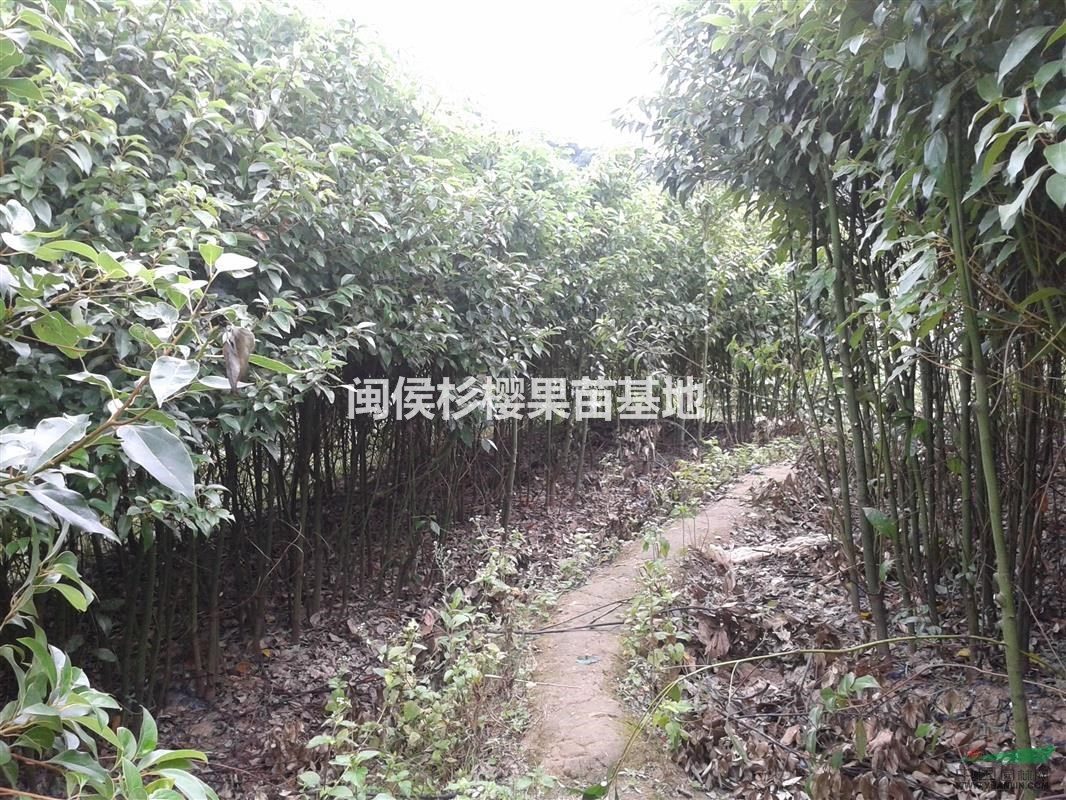 米徑3-5公分香樟苗