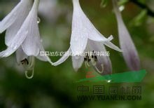 冬天養(yǎng)花 玉簪、萱草這類的耐寒花卉是個好選擇歡迎來旭東花卉