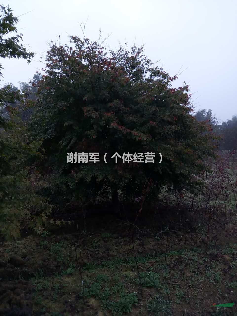 浙江宁波供应大批量日本红枫，质量保证