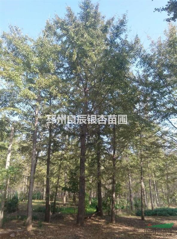 邳州銀杏樹基地 專業(yè)的銀杏樹造型實(shí)生苗 移栽苗