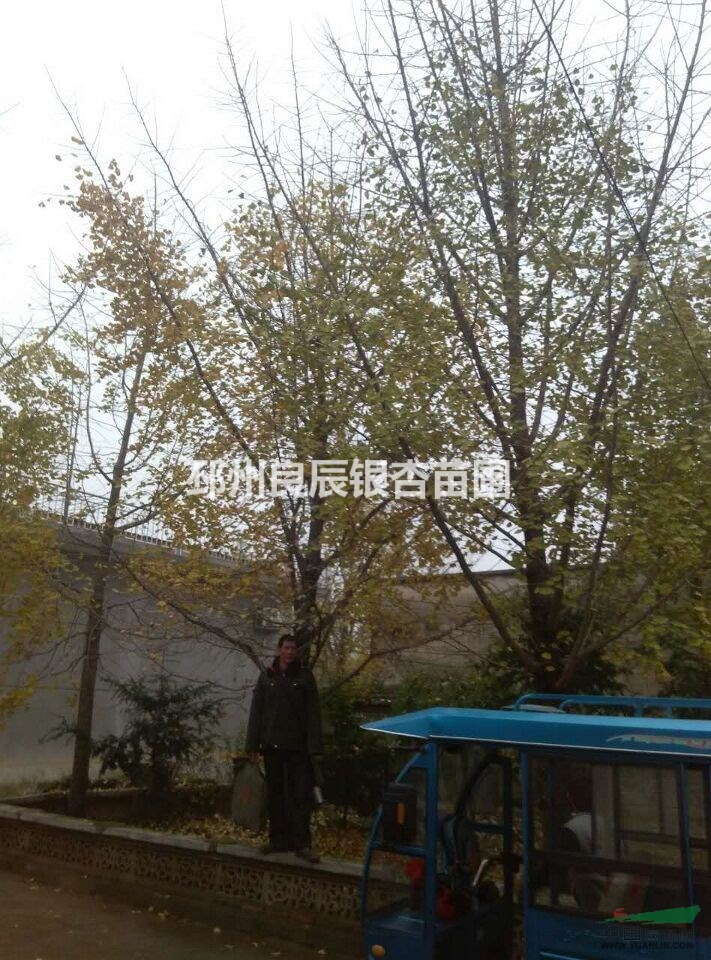 邳州銀杏樹基地 專業(yè)的銀杏樹造型實(shí)生苗 移栽苗