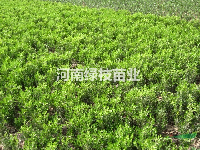 供应小叶黄杨、小叶黄杨球规格全数量大欲购从速