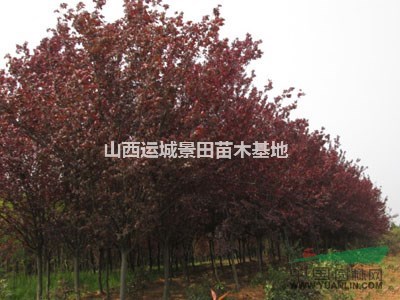 紅葉李最新價格·今年3-5公分紅葉李·今年4-6公分紅葉李價