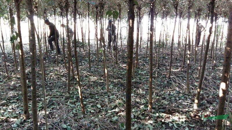 江蘇地區(qū)紅葉李 大葉女貞