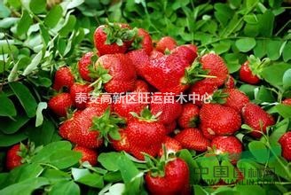 奶油草莓樹苗 草莓小苗 大草莓苗 當(dāng)年掛果