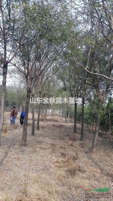 米徑12公分國(guó)槐價(jià)格 濟(jì)寧市國(guó)槐報(bào)價(jià) 苗木咨詢