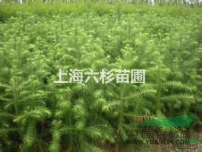 上海低价供应2-10公分柳杉，特大优惠批发柳杉