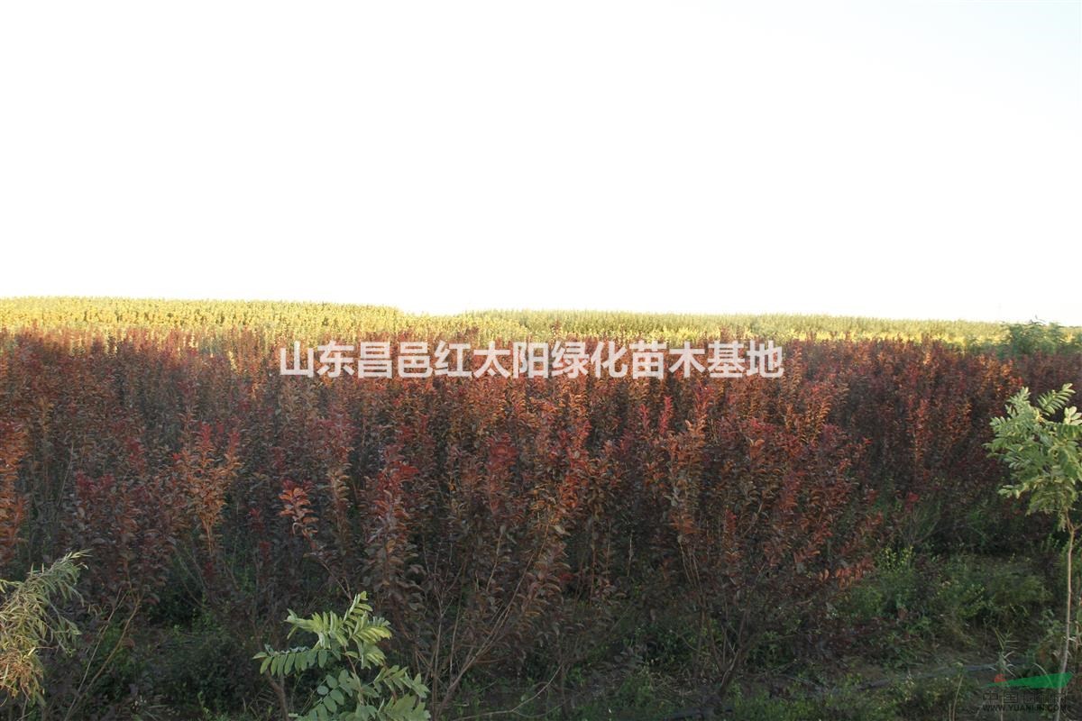 紫葉李供應(yīng)