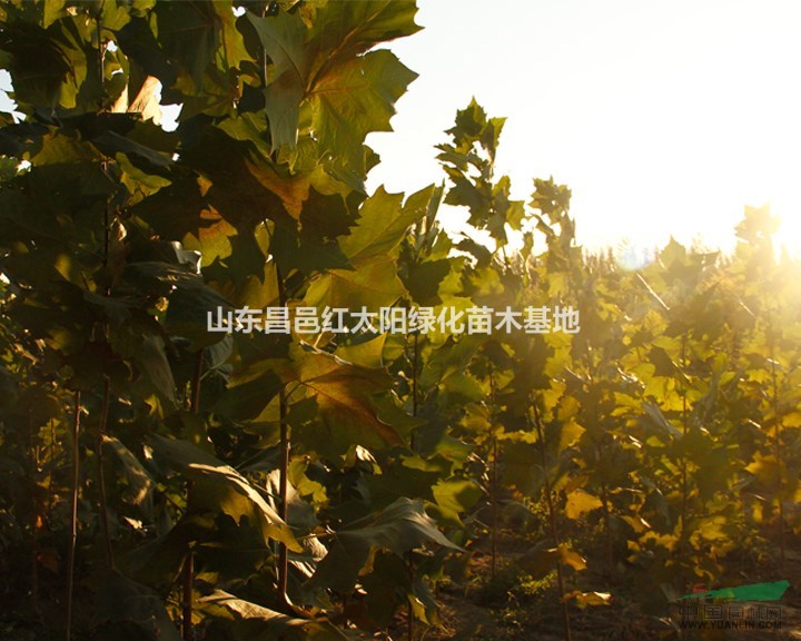 法桐供應(yīng)