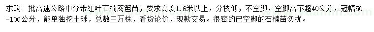 求購高1.6米以上紅葉石楠籬笆苗