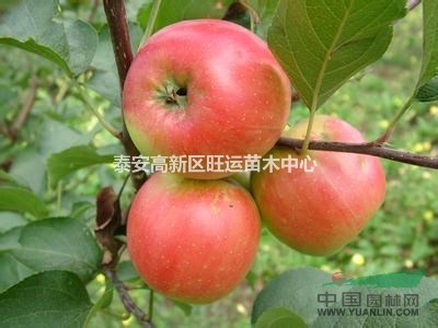 蘋果苗繁育基地，指定脫毒苗木繁育基地蘋果苗，保品種蘋果苗