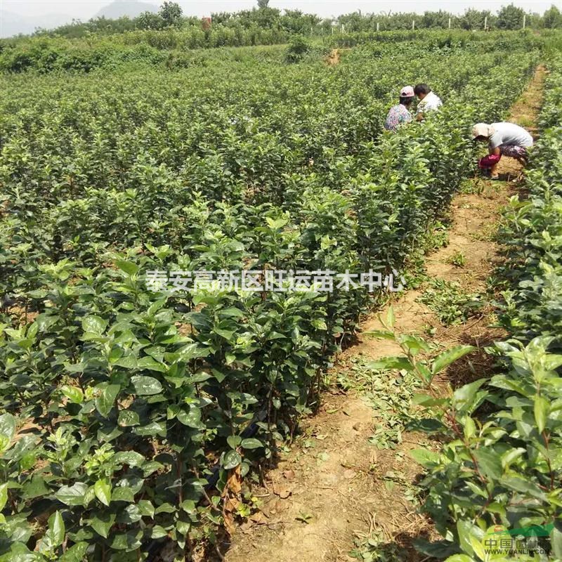 蘋果苗繁育基地，指定脫毒苗木繁育基地蘋果苗，保品種蘋果苗