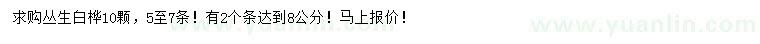 求購叢生白樺
