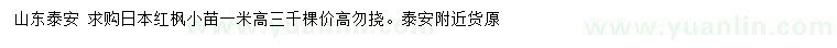 求購高1米日本紅楓小苗