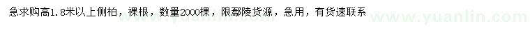 求購高1.8米以上側(cè)柏