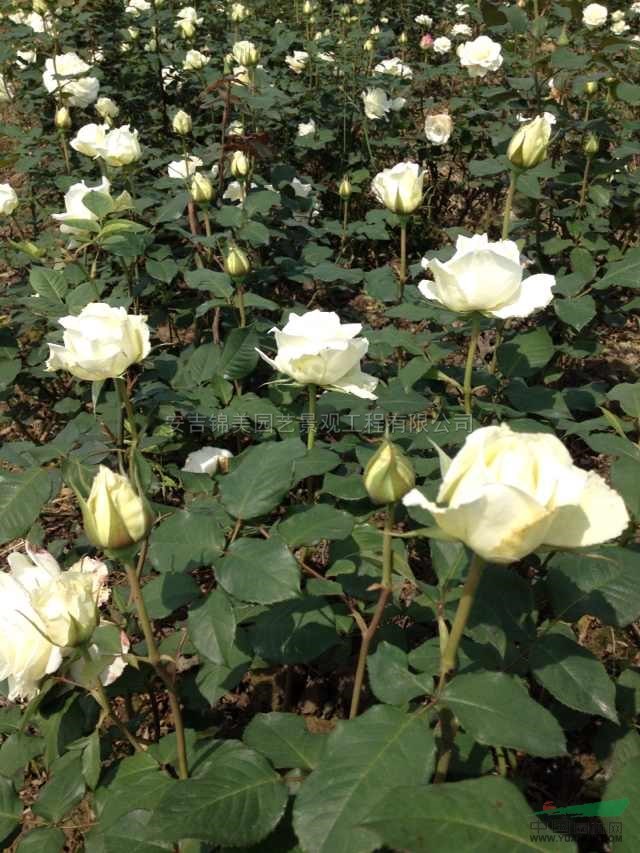 浙江白色玫瑰花