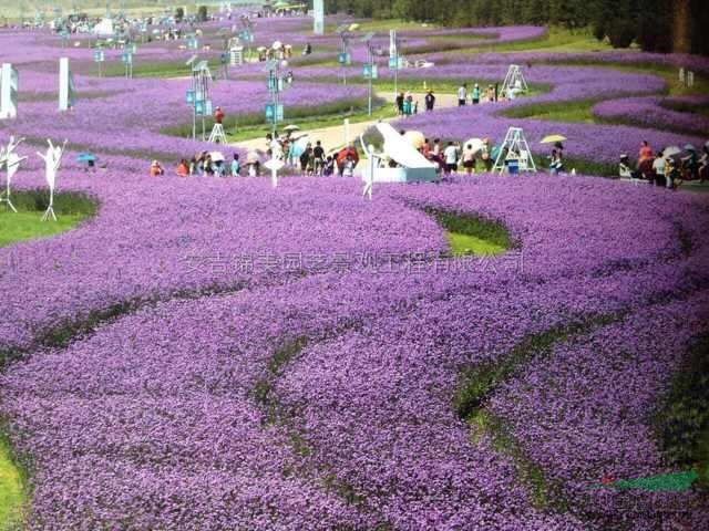 浙江台湾大花马鞭草耐寒耐热花期5个月介绍