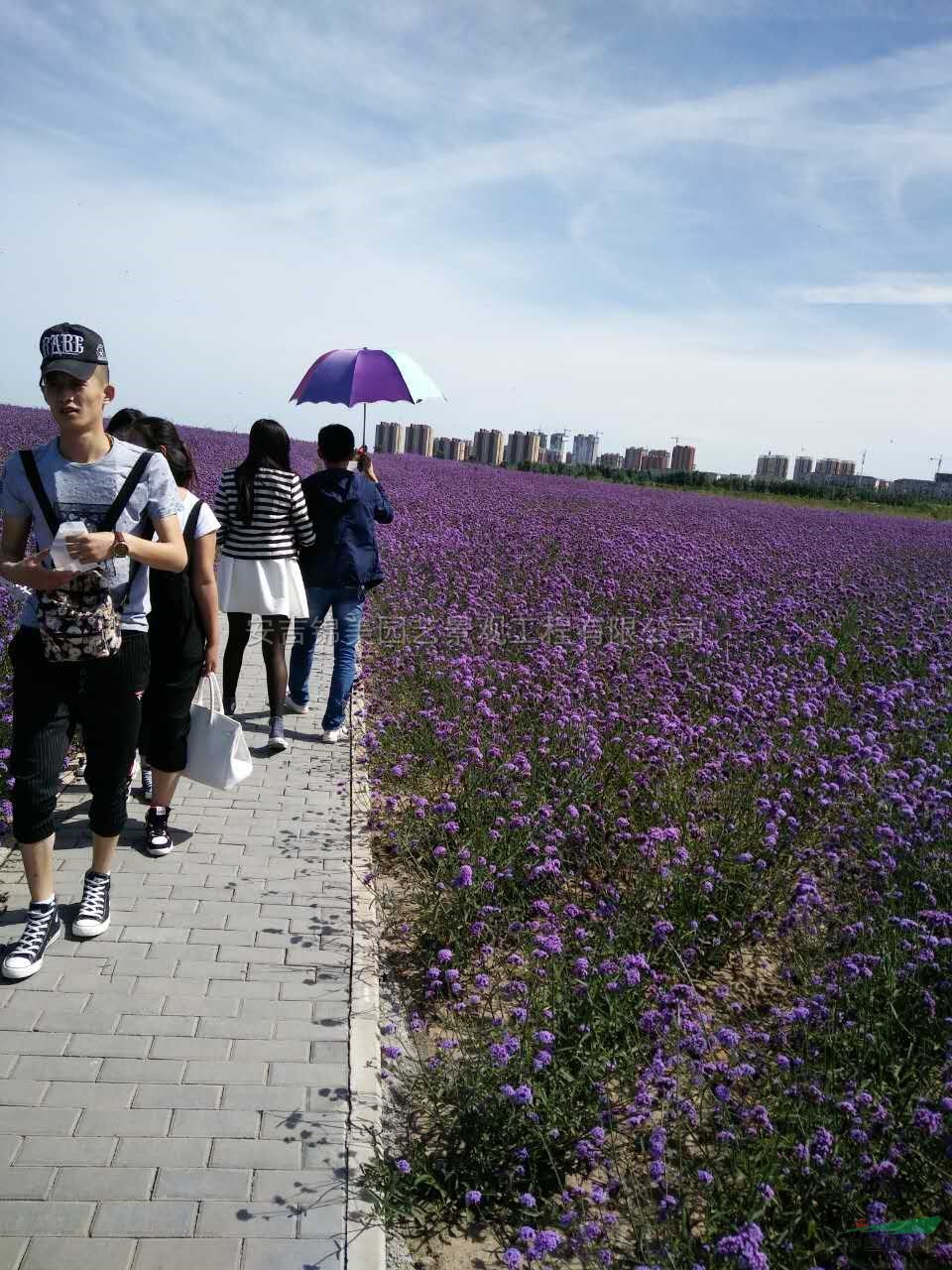 浙江台湾大花马鞭草耐寒耐热花期5个月4信息