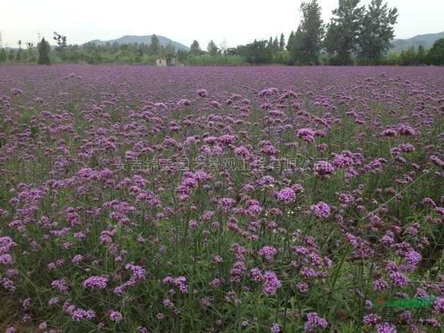 浙江台湾大花马鞭草耐寒耐热花期5个月6信息