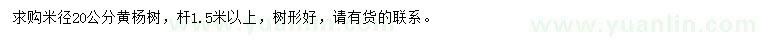 求購米徑20公分黃楊樹