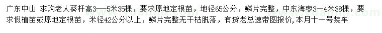 求購地徑65公分老人葵、地徑42公分中東海棗