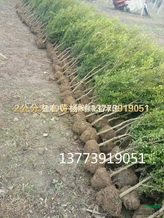 2-15公分黄杨树价格/黄杨树造型/小叶黄杨树图片