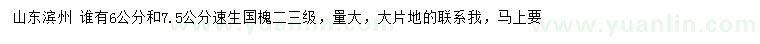 求購6、7.5公分速生國槐