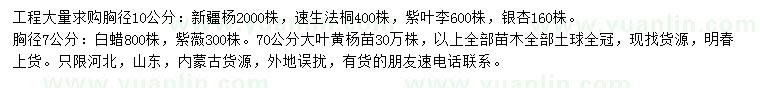 求購新疆楊、速生法桐、紫葉李等