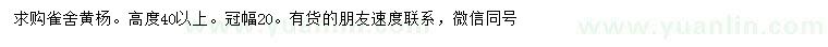 求購高40公分以上雀舍黃楊