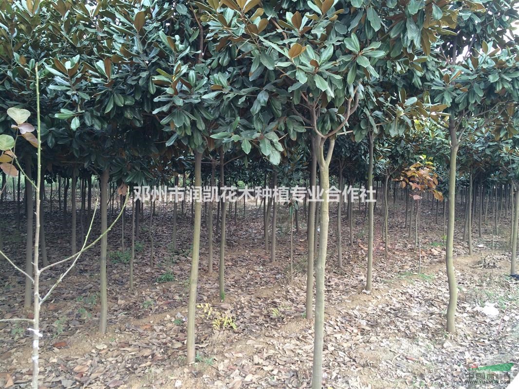 供應(yīng)5-8公分廣玉蘭