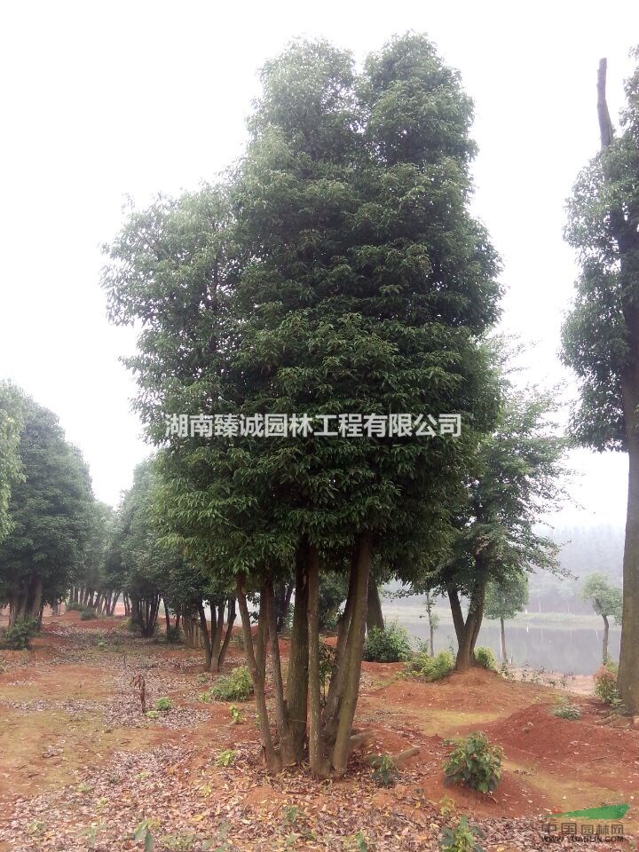 叢生香樟 多頭香樟 多桿香樟價格  香樟樹基地 