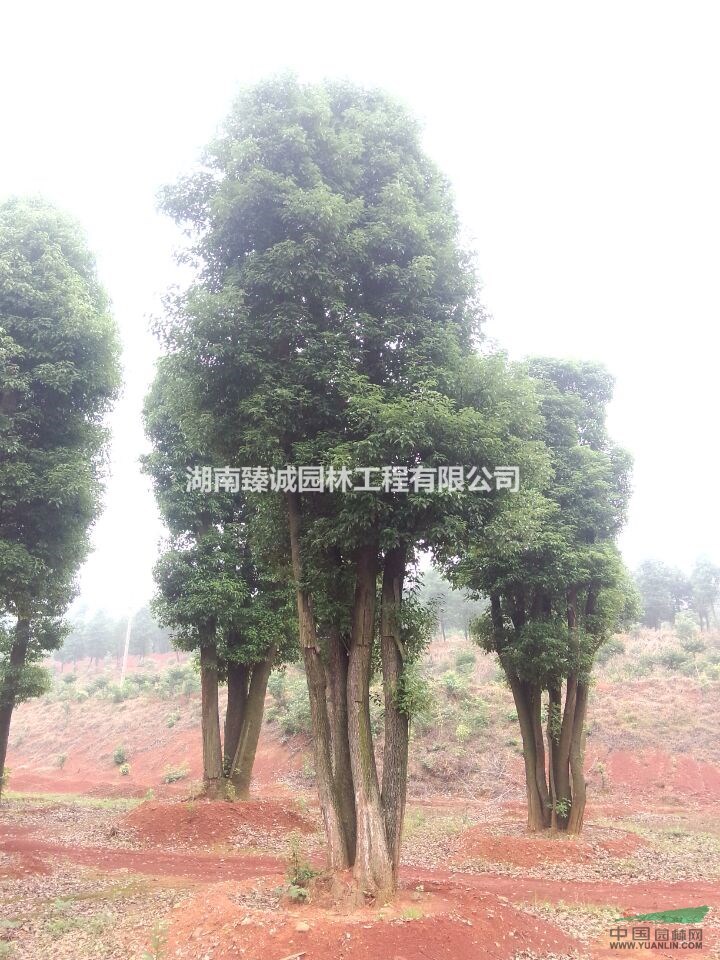 叢生香樟 多頭香樟 多桿香樟價格  香樟樹基地 
