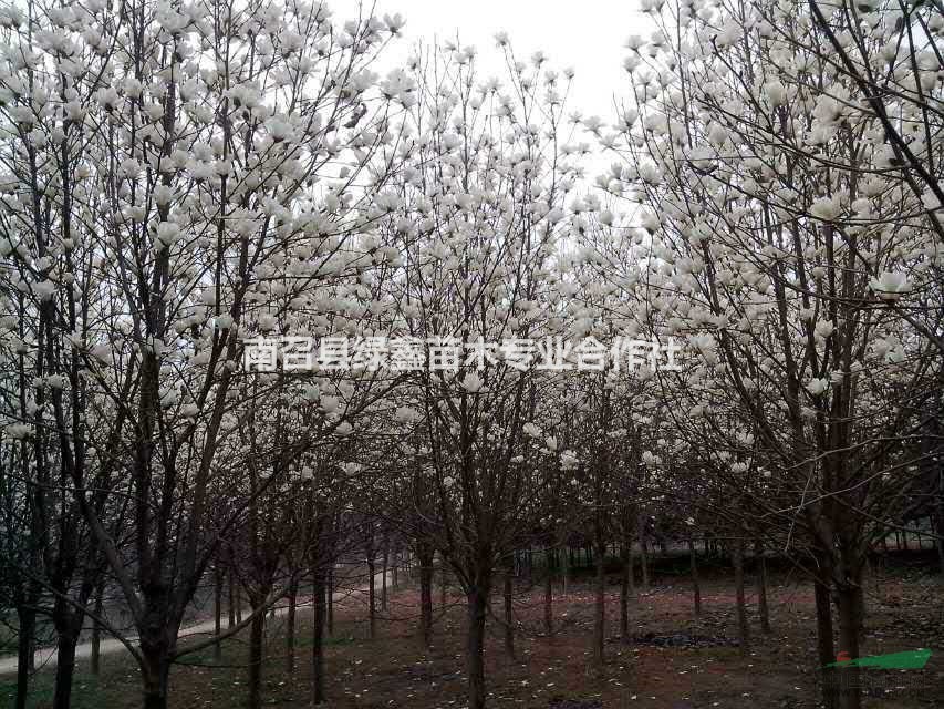 南陽(yáng)批發(fā)優(yōu)質(zhì)紅玉蘭，白玉蘭，黃玉蘭，最新紅白黃玉蘭批發(fā)價(jià)格
