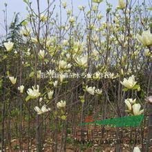 南陽(yáng)批發(fā)優(yōu)質(zhì)紅玉蘭，白玉蘭，黃玉蘭，最新紅白黃玉蘭批發(fā)價(jià)格